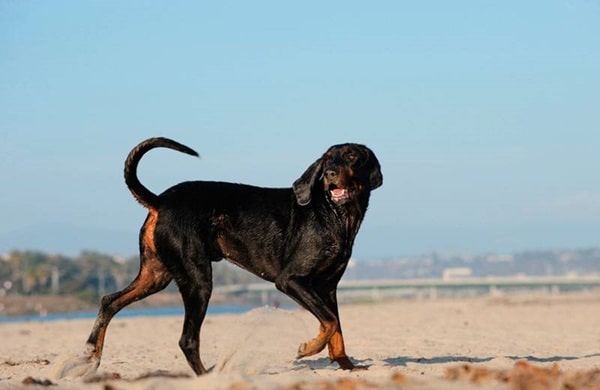 Чорно-підпалий кунхаунд