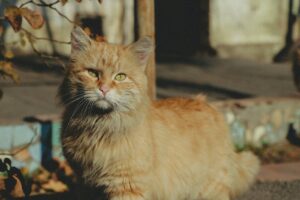 Догляд за домашніми тваринами восени — що важливо знати?