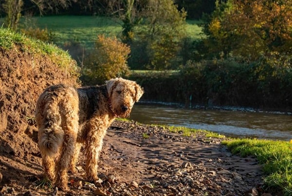 Ердельтер'єр