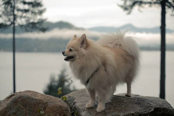 Ескімоський шпіц