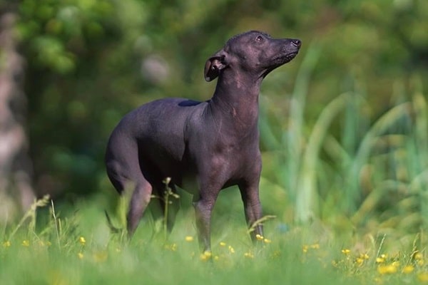 Ксолоітцкуінтлі