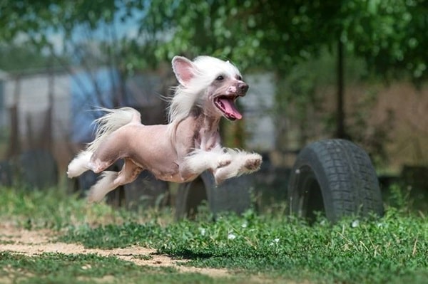 Китайська чубата