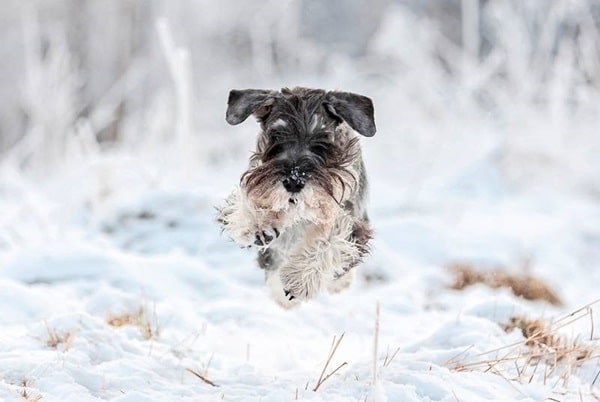 Міттельшнауцер