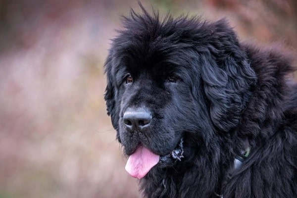 Ньюфаундленд