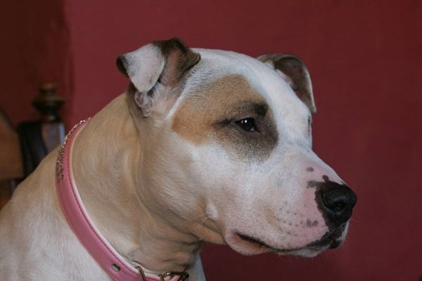 Пітбультер'єр