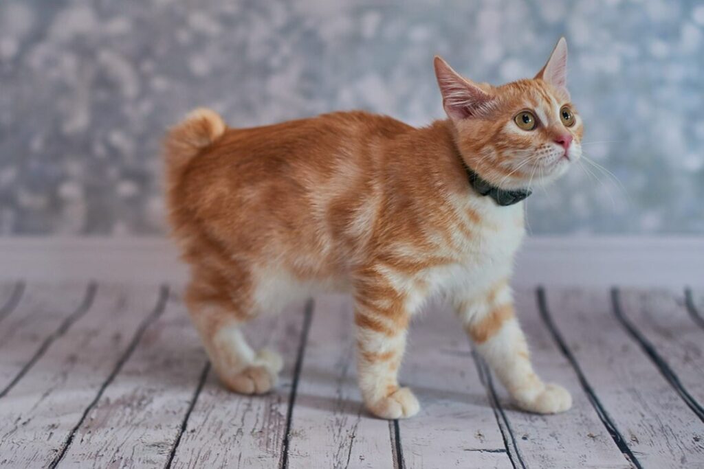 Породи кішок без хвостів — назви та фото.