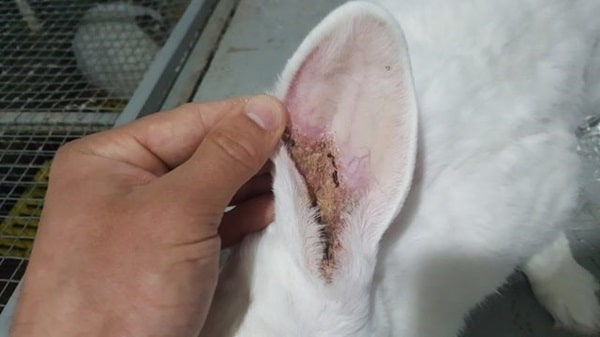 Псороптоз (вушна короста) у кролика