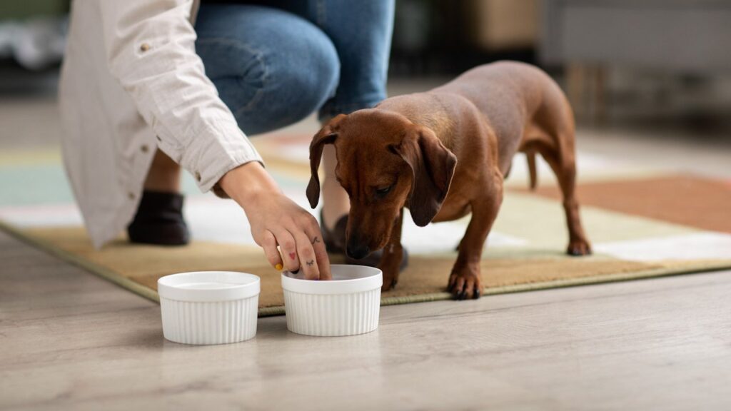 Розвінчуємо поширені міфи про корм для домашніх тварин.