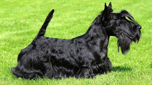 Скотч-тер'єр