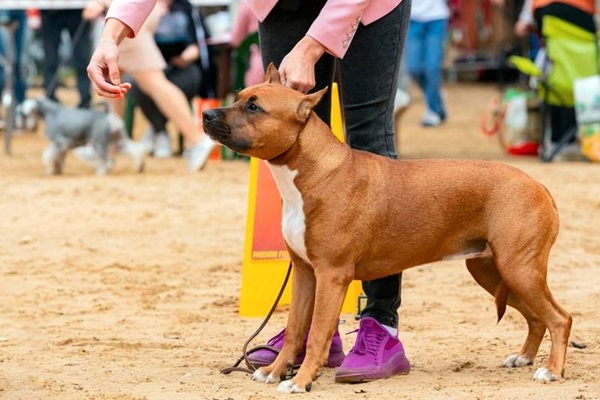 Стаффордширський тер'єр