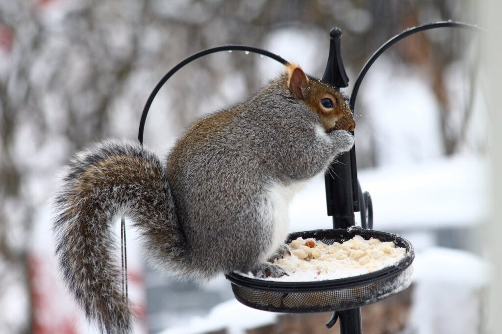 Турбота про братів менших, або як допомогти корисним мешканцям саду пережити зиму?