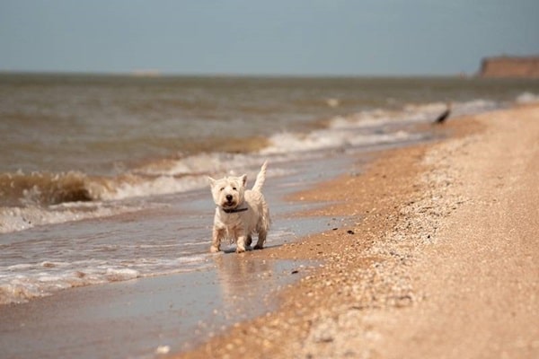 Вест-хайленд-уайт-тер'єр