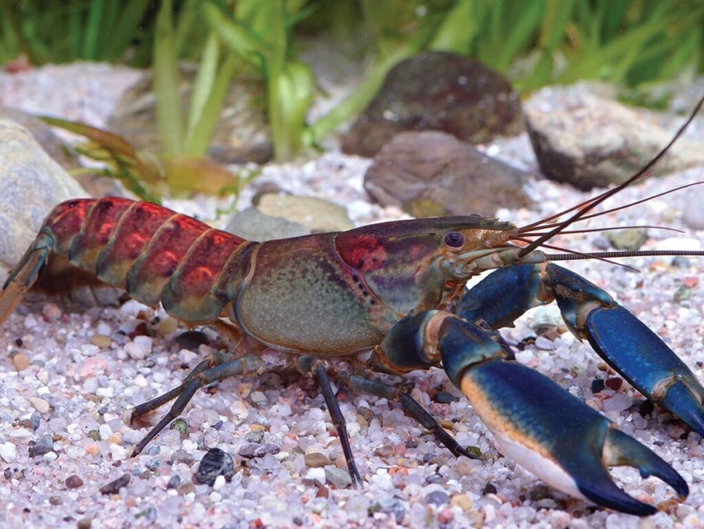 Вигідний бізнес із розведення раків — створюємо власну акваферму вдома.