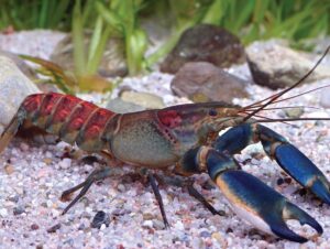 Вигідний бізнес із розведення раків — створюємо власну акваферму вдома.