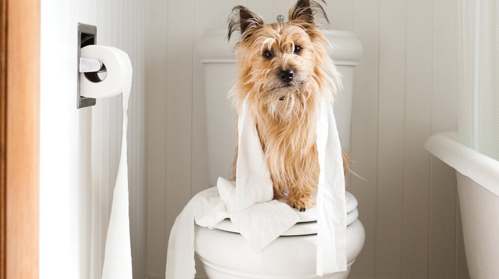 Як допомогти вихованцеві подолати туалетні проблеми, пов'язані із закрепом?