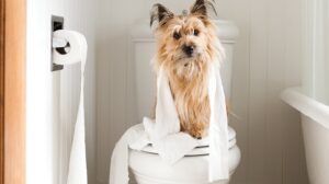 Як допомогти вихованцеві подолати туалетні проблеми, пов’язані із закрепом?