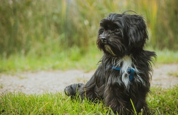 Аффенпінчер