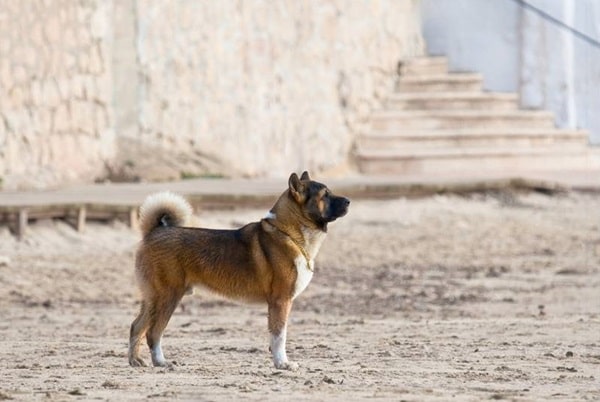 Американська акіта