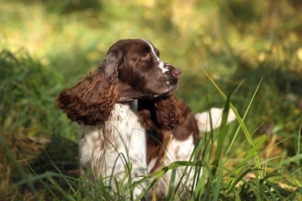 Англійський спрингер-спанієль