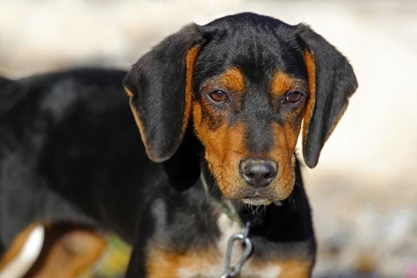 Австрійський гончак