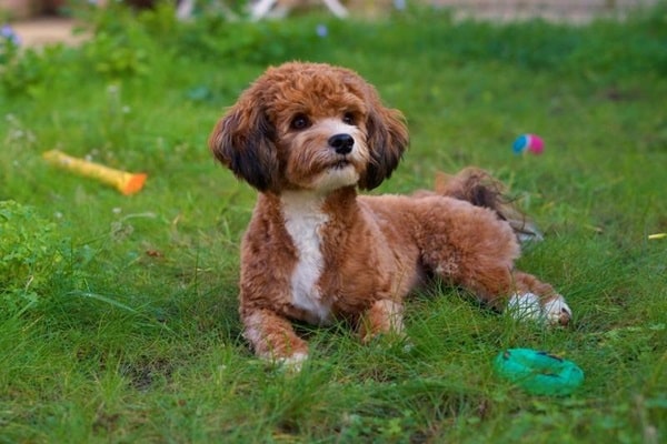 Бішон фрізе