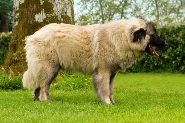 Ештрельська вівчарка