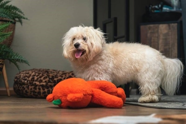 Гавайський бішон