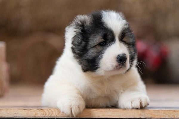 Кавказька вівчарка