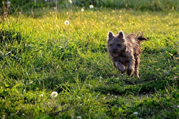 Керн-тер'єр