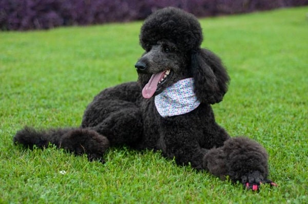 Королівський пудель