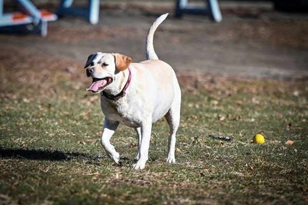 Лабрадор-ретривер