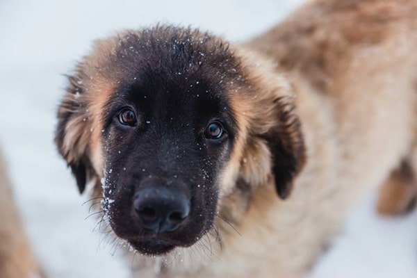 Леонбергер