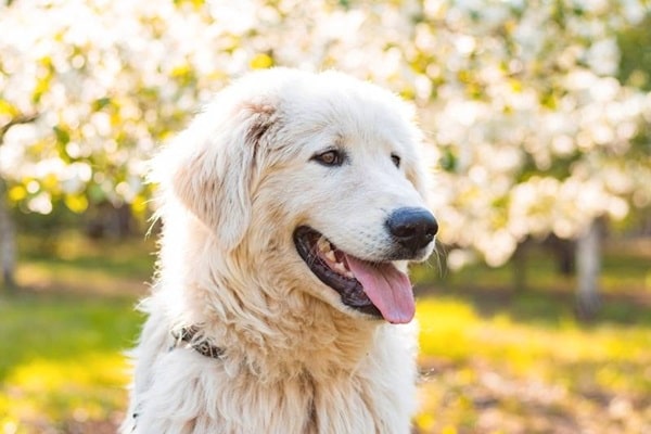 Мареммо (абруцька вівчарка)