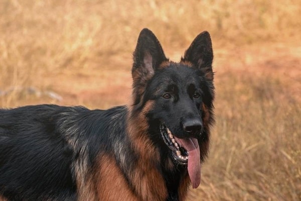 Німецька вівчарка