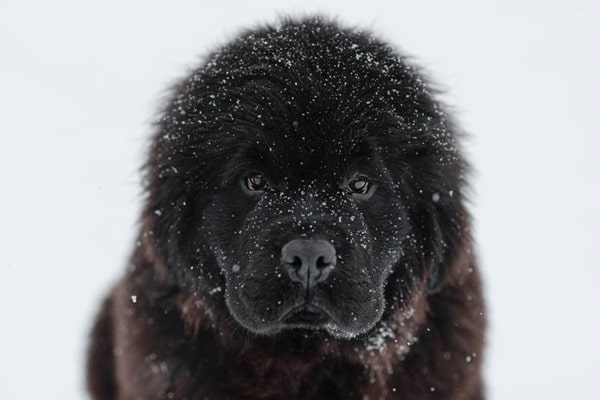 Ньюфаундленд