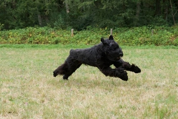 Різеншнауцер