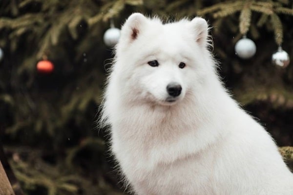 Самоїдська лайка