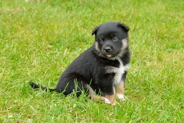 Шведський лаппхунд