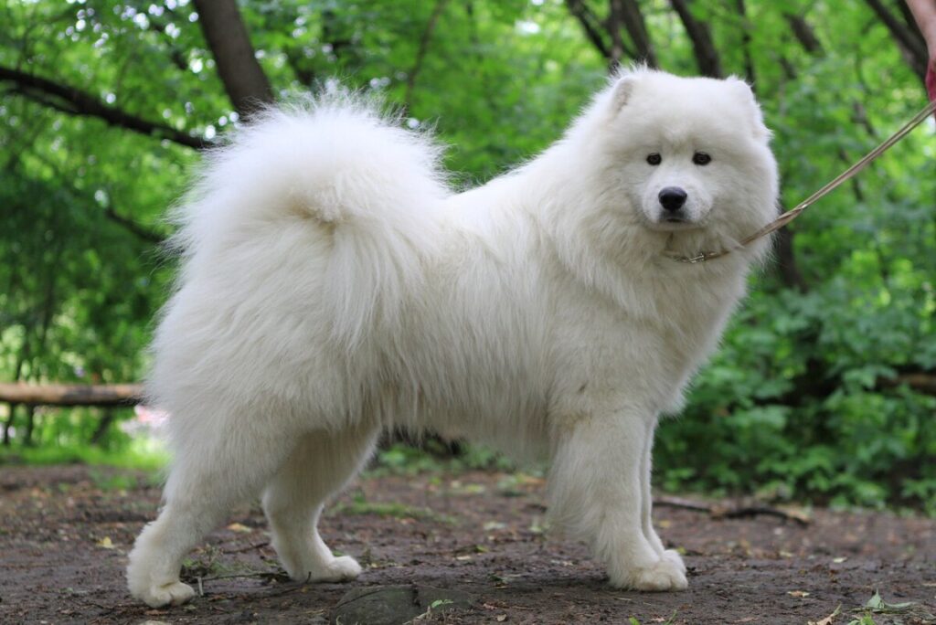 Собака самоїд — чому так називається порода?