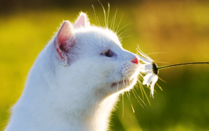 Які запахи ненавидять коти? Цей список може вас здивувати.