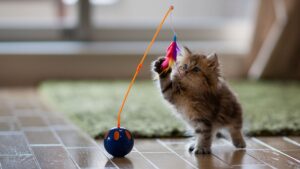 12 порад щодо вибору правильних іграшок для вашої кішки.