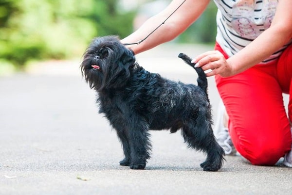 Аффенпінчер