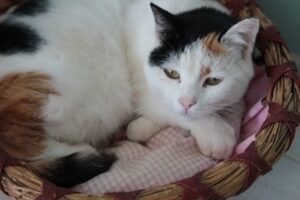 Акне у котів — причини, лікування прищів і вугрів у кота.