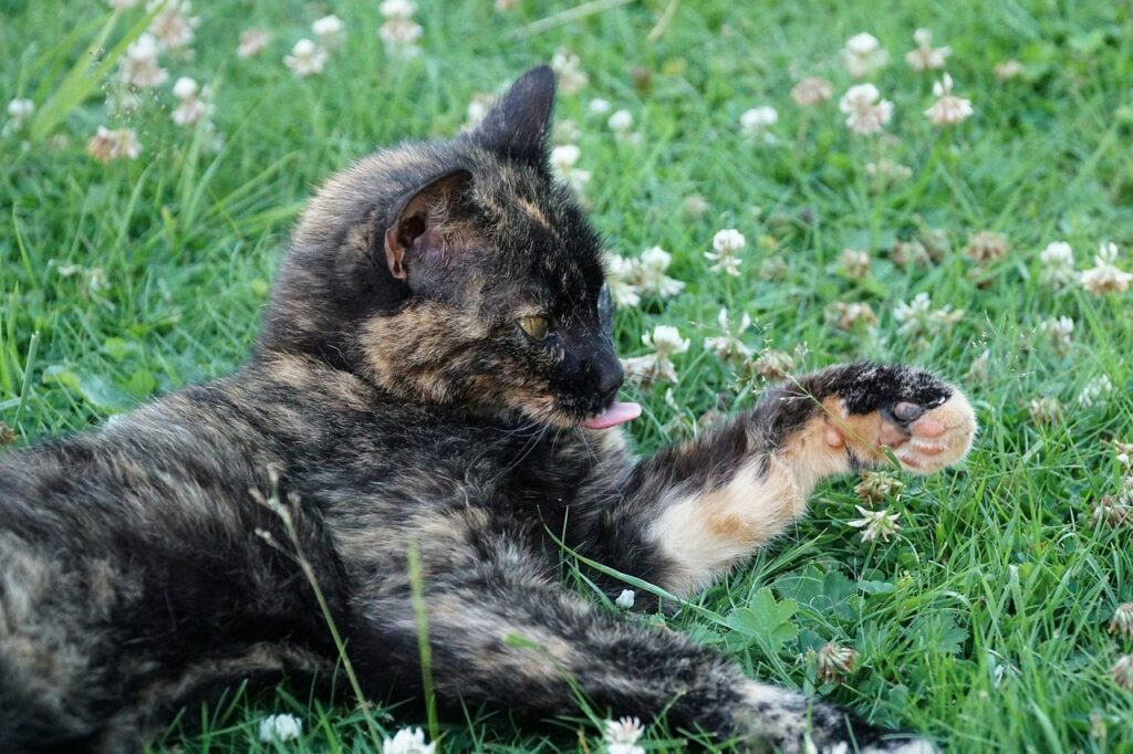 Алергія у кішок.