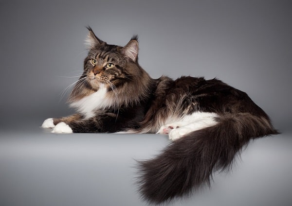 Американський мейн-кун