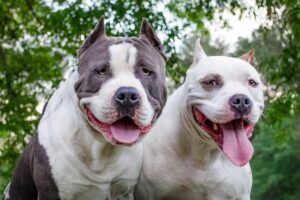 Американський пітбультер’єр.