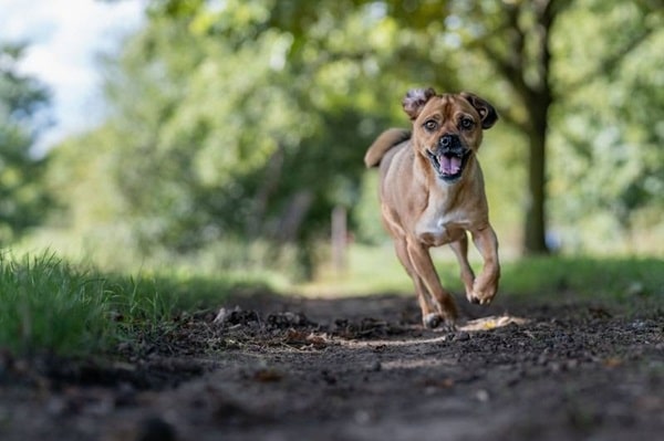 Австрійський пінчер