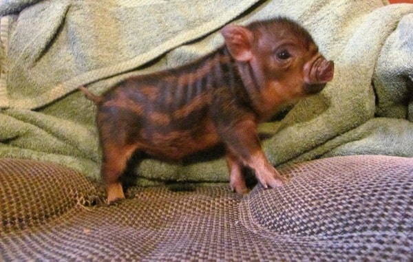 Бергштрессер кнірт, або карапузик