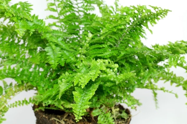 Бостонська папороть