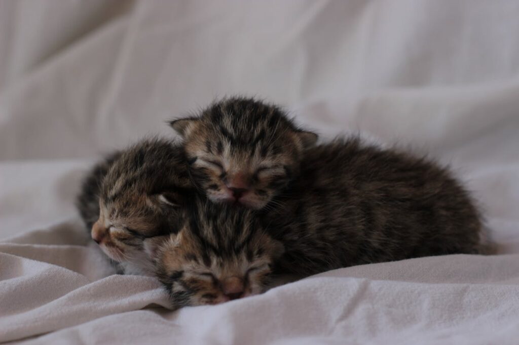 Чому не можна забирати від мами-кішки кошенят до трьох місяців?